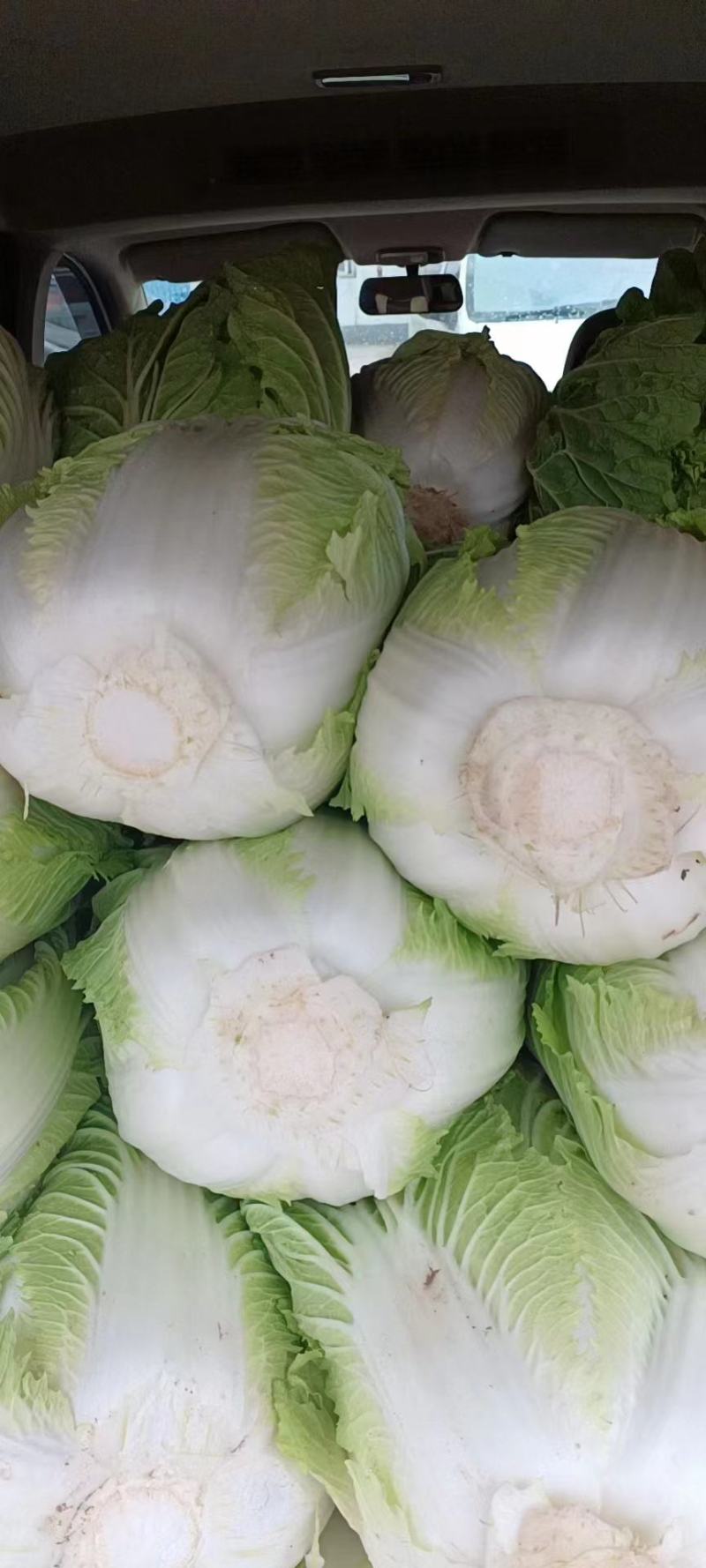 白菜