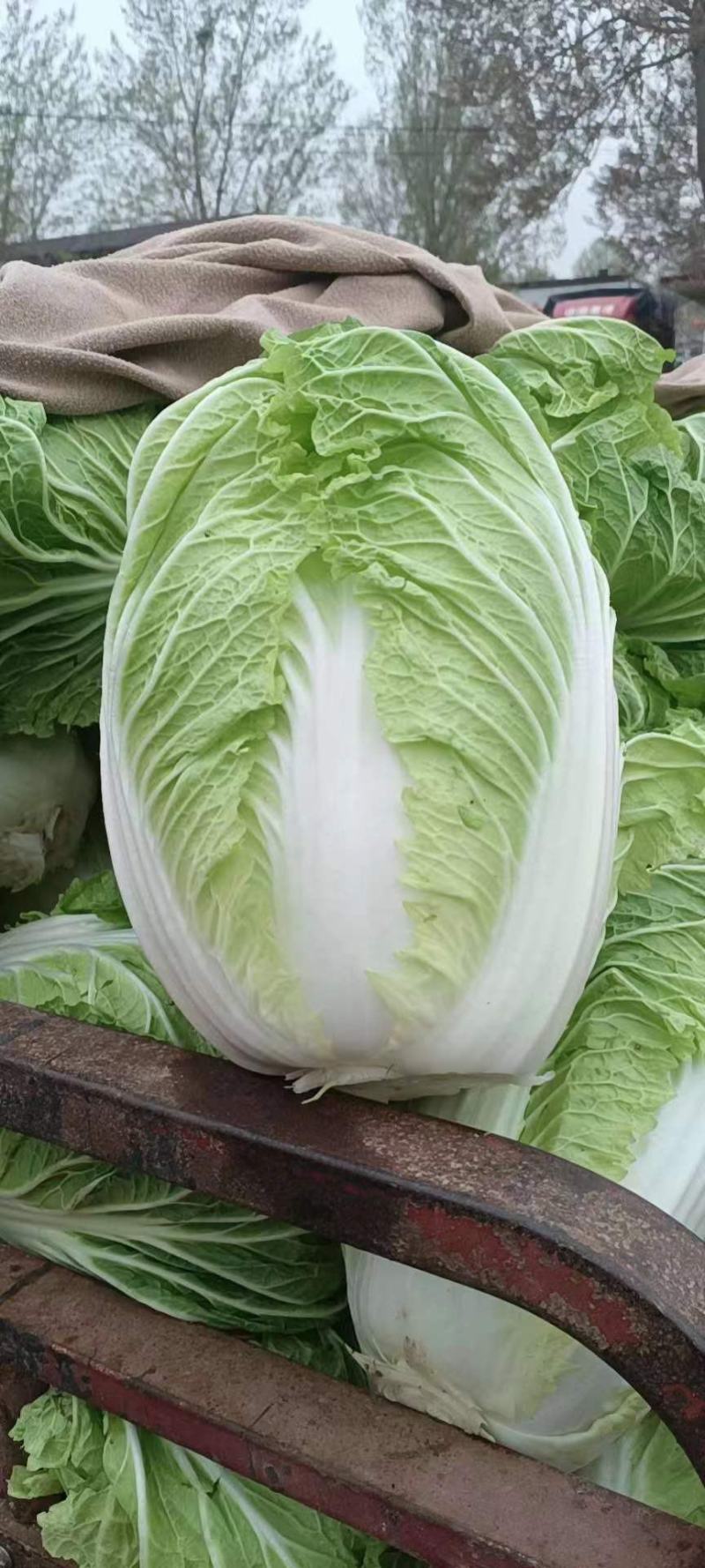 白菜