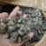 1.4剪尾螺蛳一手货源基地直发质量保障视频看货量大从优