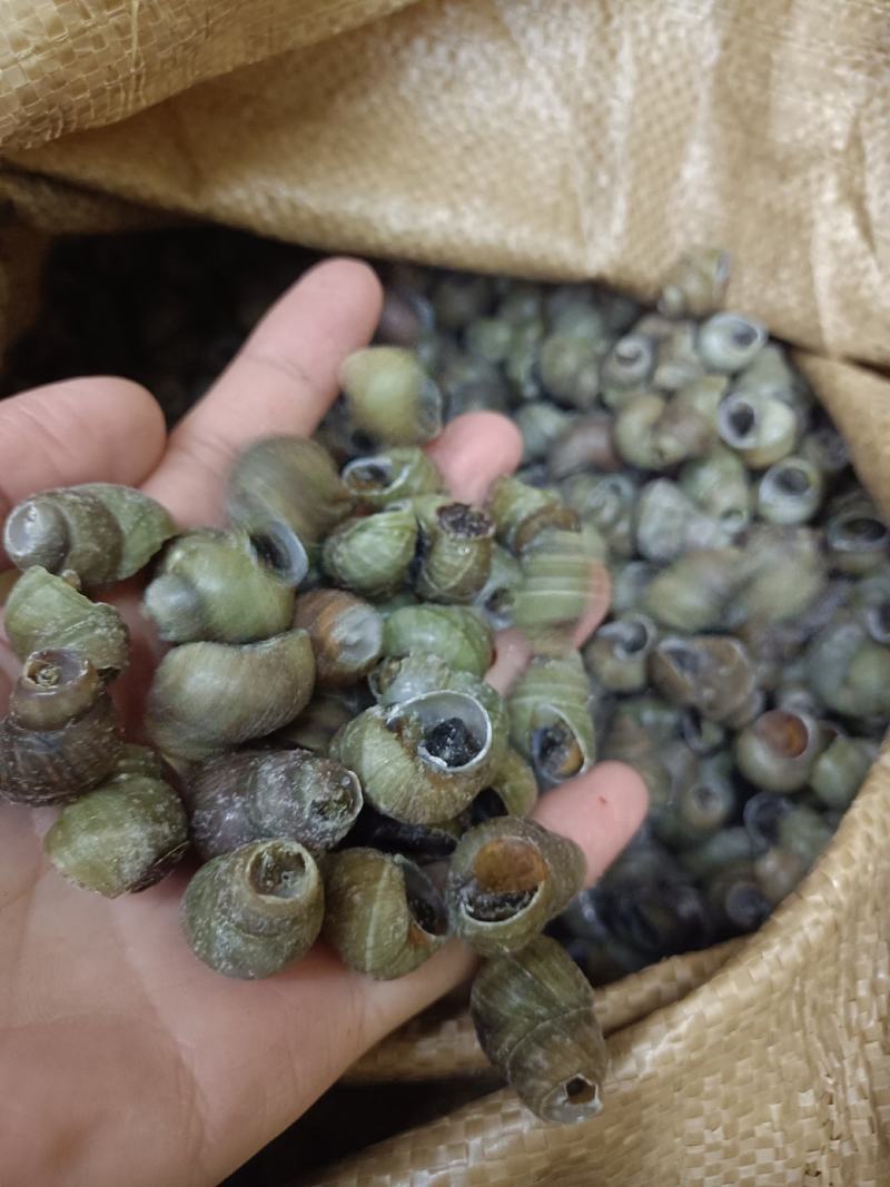 1.4剪尾螺蛳一手货源基地直发质量保障视频看货量大从优