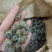 1.4剪尾螺蛳一手货源基地直发质量保障视频看货量大从优