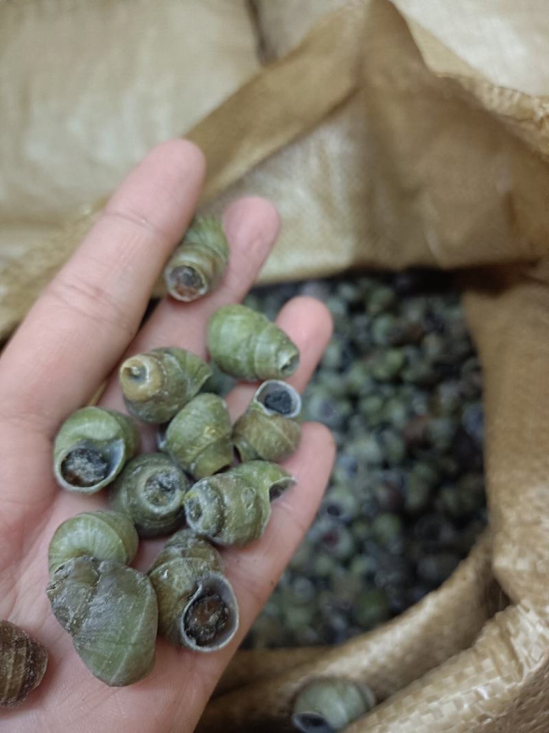 1.4剪尾螺蛳一手货源基地直发质量保障视频看货量大从优