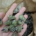 1.4剪尾螺蛳一手货源基地直发质量保障视频看货量大从优
