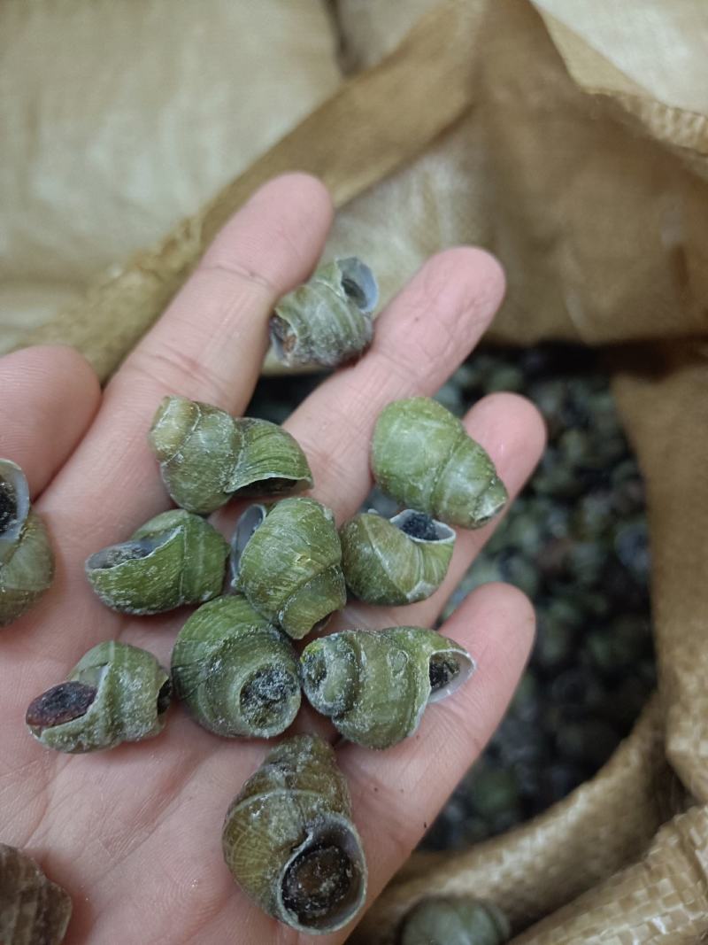 1.4剪尾螺蛳一手货源基地直发质量保障视频看货量大从优