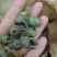 1.4剪尾螺蛳一手货源基地直发质量保障视频看货量大从优