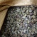 1.4剪尾螺蛳一手货源基地直发质量保障视频看货量大从优
