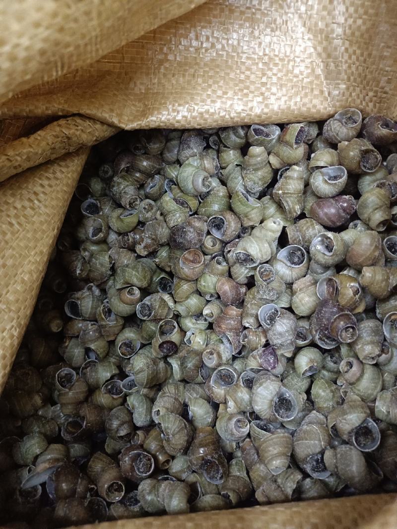 1.4剪尾螺蛳一手货源基地直发质量保障视频看货量大从优