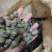 1.4剪尾螺蛳一手货源基地直发质量保障视频看货量大从优