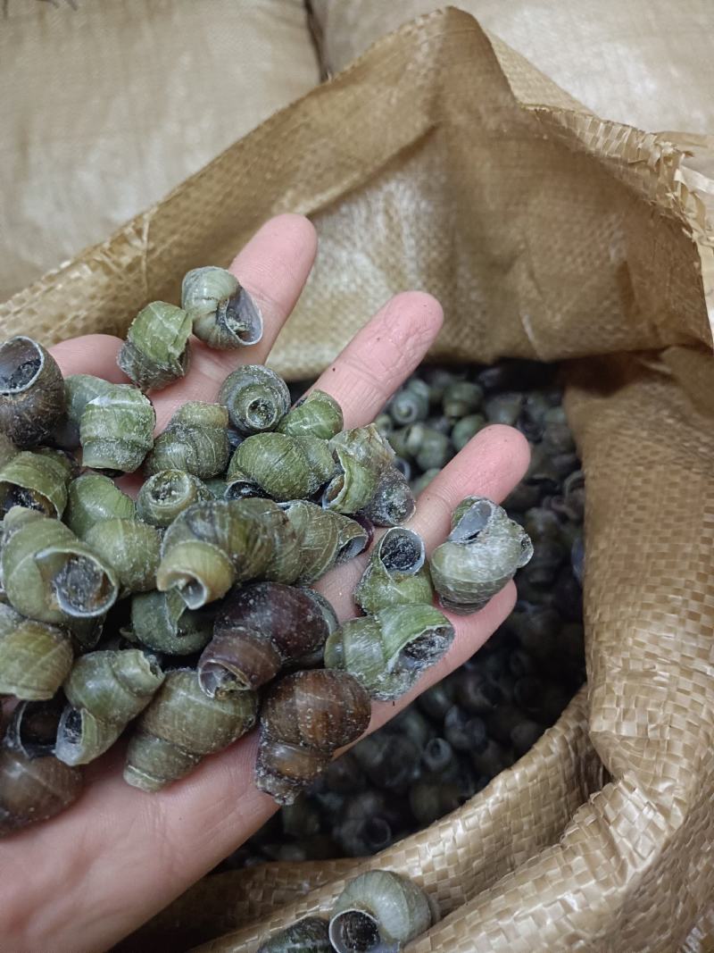 1.4剪尾螺蛳一手货源基地直发质量保障视频看货量大从优