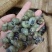 1.4剪尾螺蛳一手货源基地直发质量保障视频看货量大从优