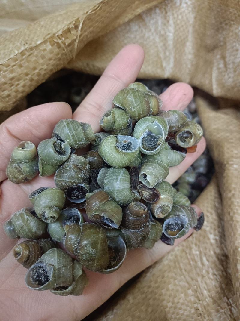 1.4剪尾螺蛳一手货源基地直发质量保障视频看货量大从优