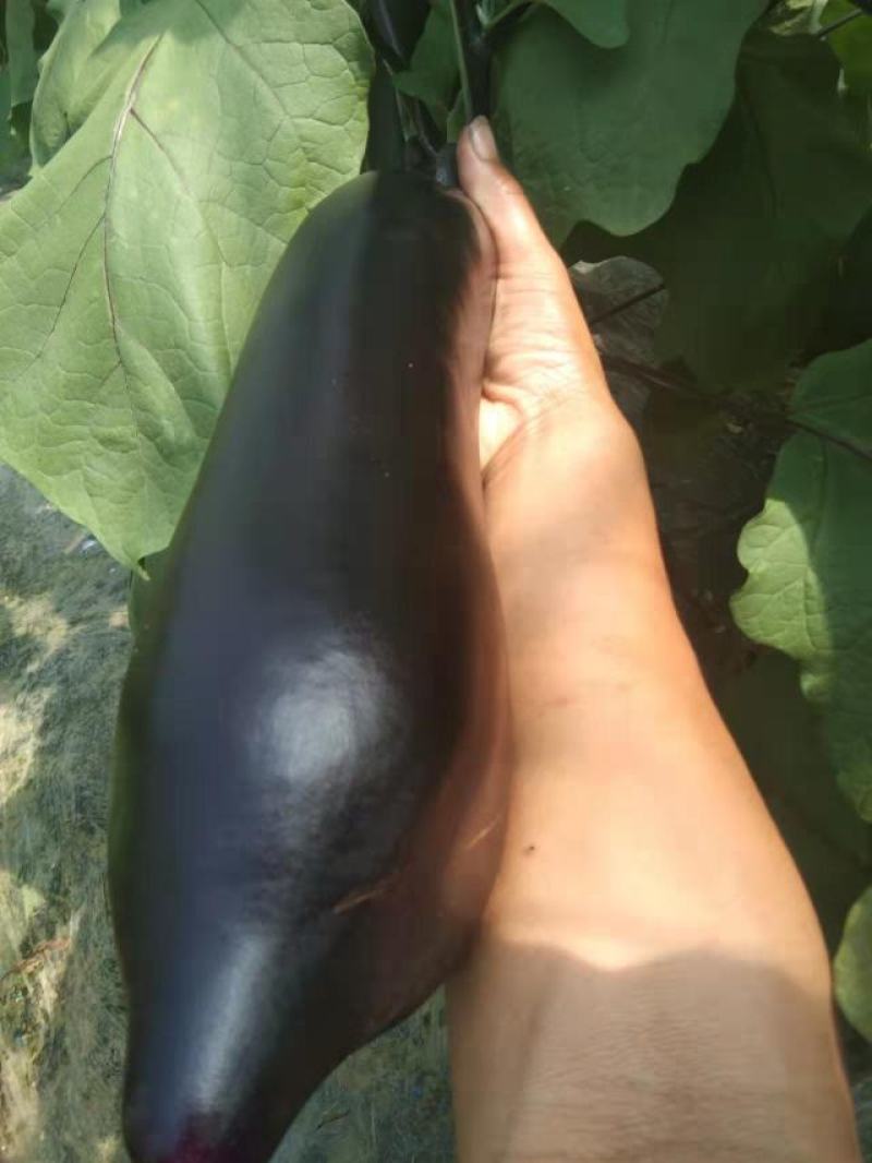 济杂茄子