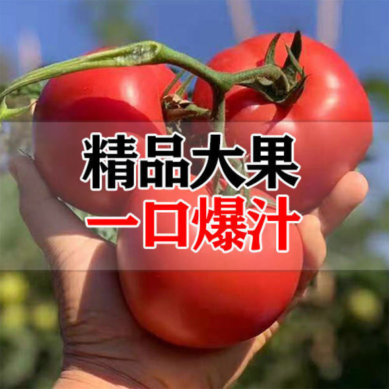 【精品】辽宁锦州，凌海西红柿，大量上市，欢迎选购！