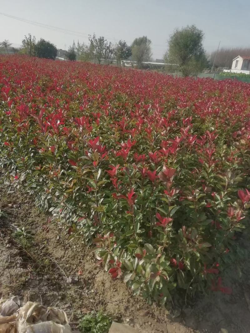 江苏省宿迁市沭阳县凤里绿化苗木基地直发无中间商