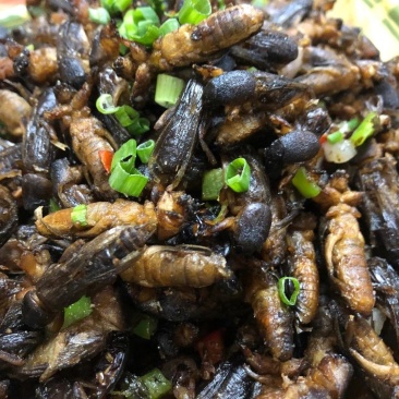 蝼蛄广西地区的，广东地区送货上门欢迎老板们订购