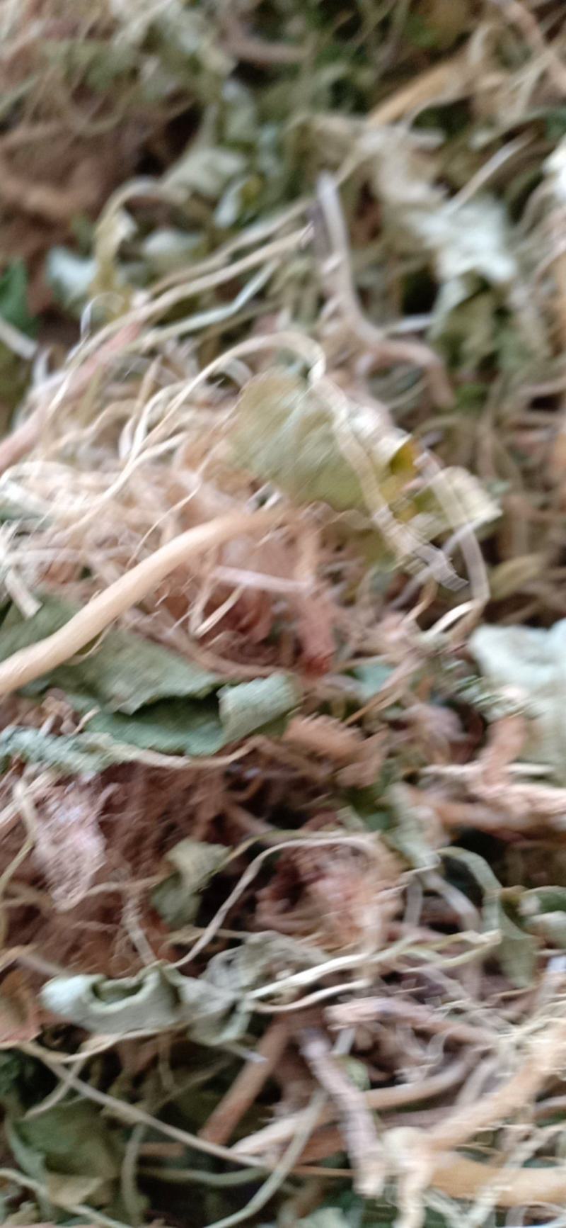 紫花地丁