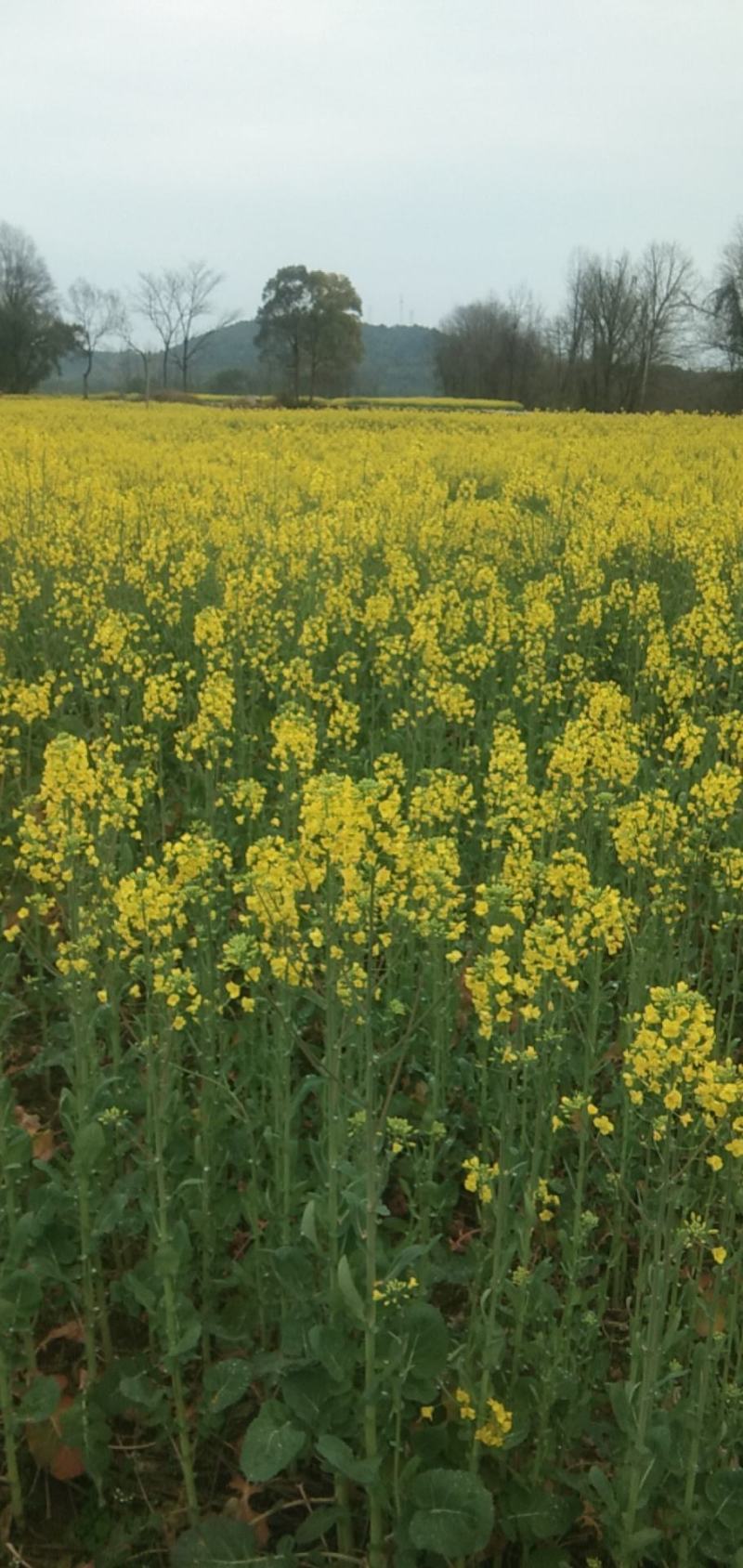新油菜籽2022年马上收