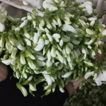 新鲜洋槐花鲜槐花野菜2022年新鲜洋槐花花现货打冷加冰发