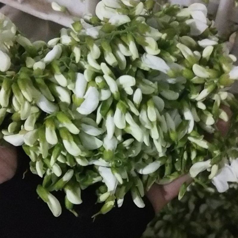 2026鲜洋槐花鲜槐花野菜年新鲜洋槐花花现货打冷加冰发