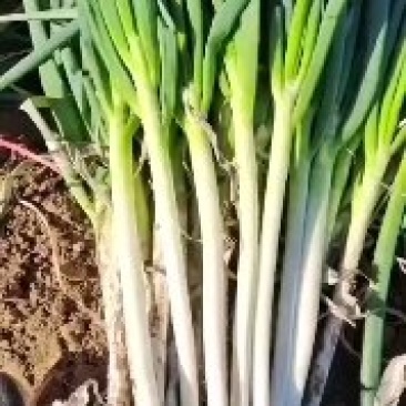 蔬菜基地寻求合作