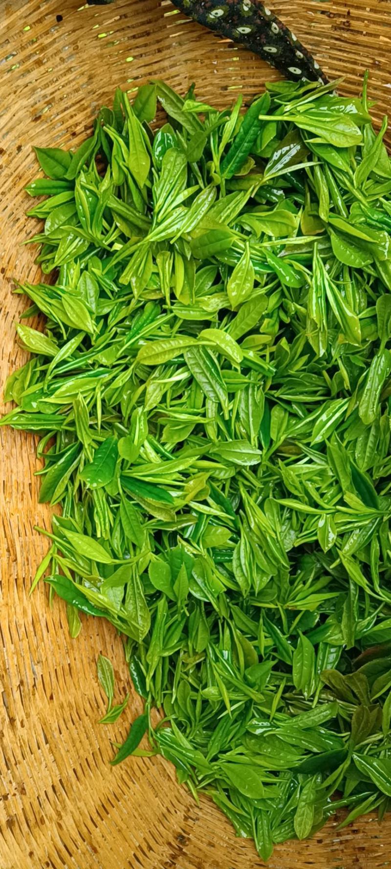 高山茶产自湖南和江西交界处高山顶上富晒绿茶，