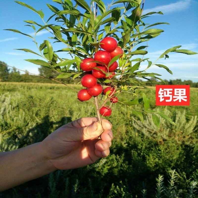 果树苗欧李钙果南方北方种植室内高钙水果中华钙果苗树苗包邮