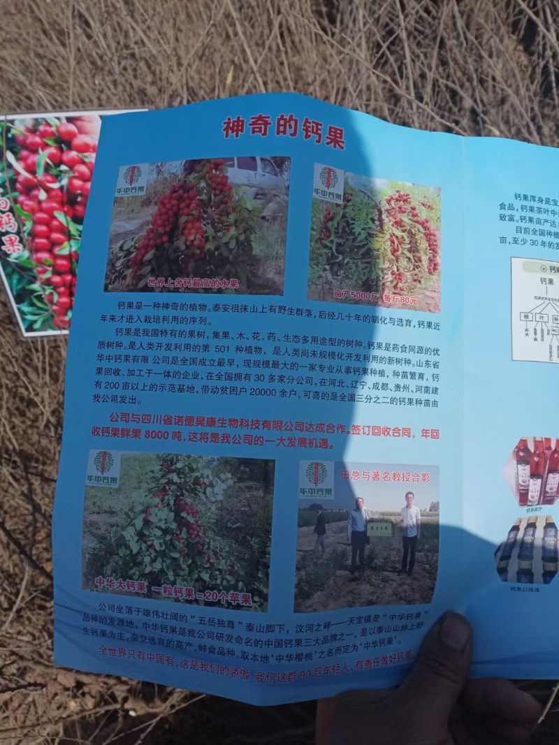 果树苗欧李钙果南方北方种植室内高钙水果中华钙果苗树苗包邮