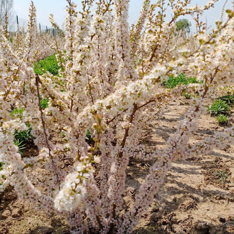 果树苗欧李钙果南方北方种植室内高钙水果中华钙果苗树苗包邮