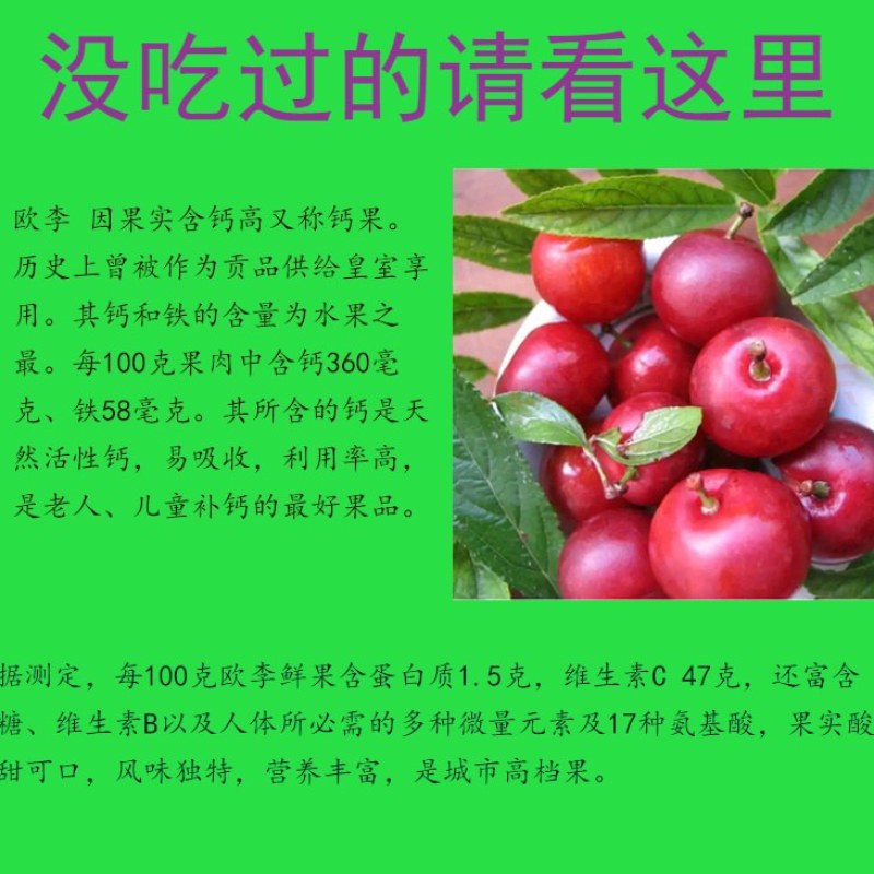 果树苗欧李钙果南方北方种植室内高钙水果中华钙果苗树苗包邮