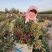 果树苗欧李钙果南方北方种植室内高钙水果中华钙果苗树苗包邮