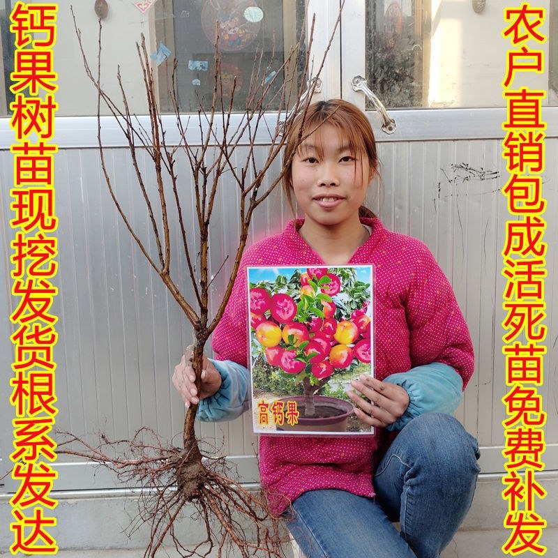 果树苗欧李钙果南方北方种植室内高钙水果中华钙果苗树苗包邮