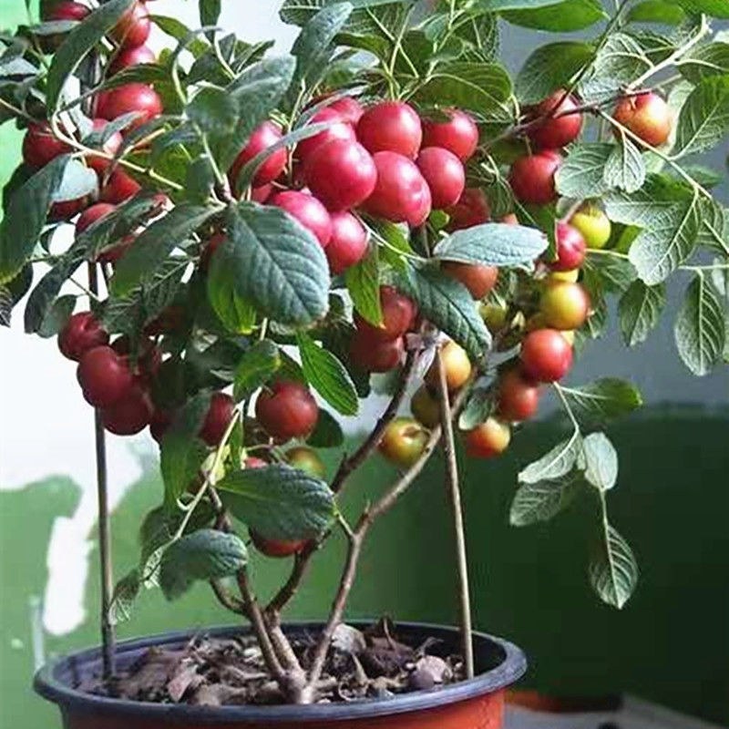 果树苗欧李钙果南方北方种植室内高钙水果中华钙果苗树苗包邮