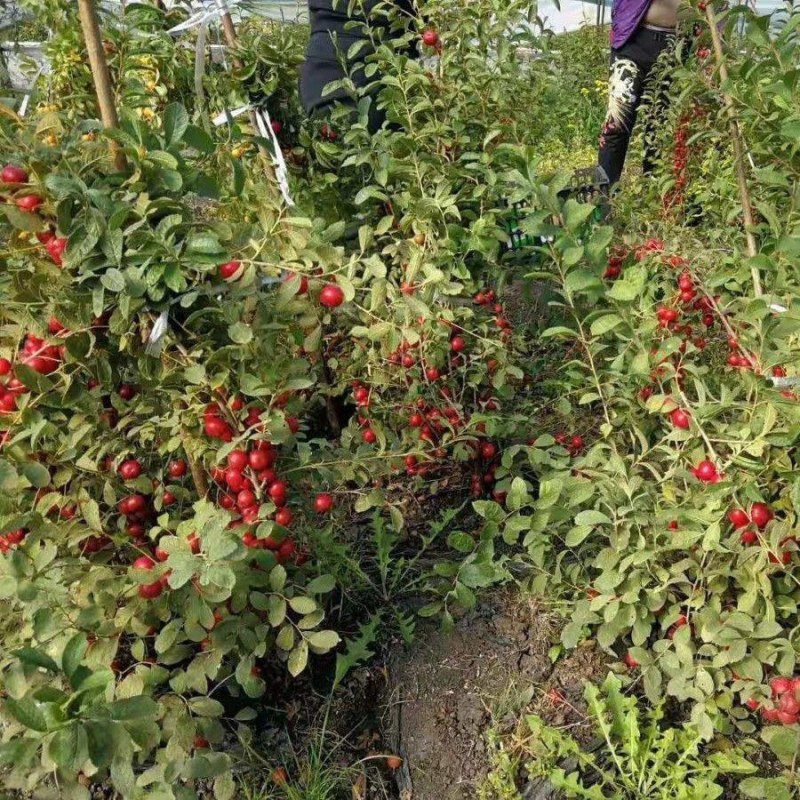 果树苗欧李钙果南方北方种植室内高钙水果中华钙果苗树苗包邮