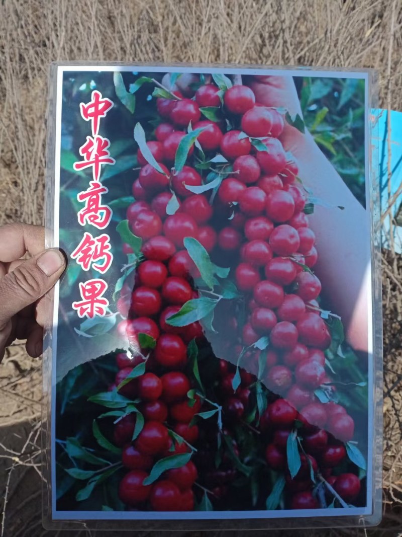 果树苗欧李钙果南方北方种植室内高钙水果中华钙果苗树苗包邮