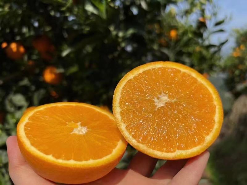 【诚信商家】纽荷尔脐橙九月红果冻橙长虹橙欢迎实地看货
