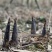 雷竹苗，带土发货包上车，优质雷竹1_2年新竹苗，成活率高