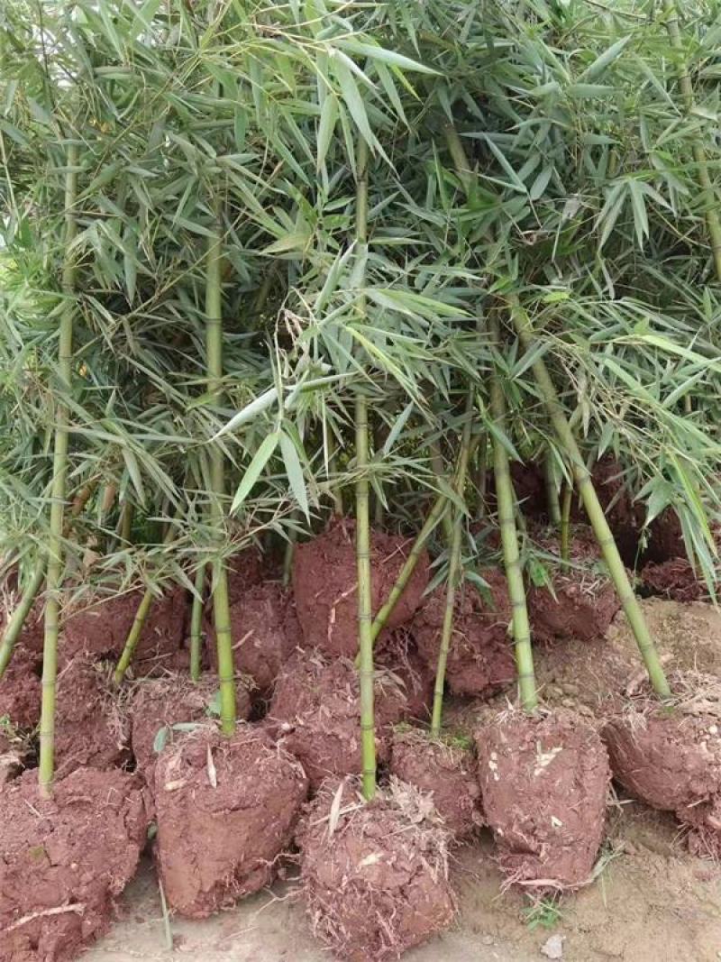 雷竹苗，带土发货包上车，优质雷竹1_2年新竹苗，成活率高