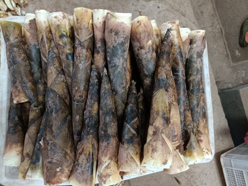雷竹苗，带土发货包上车，优质雷竹1_2年新竹苗，成活率高