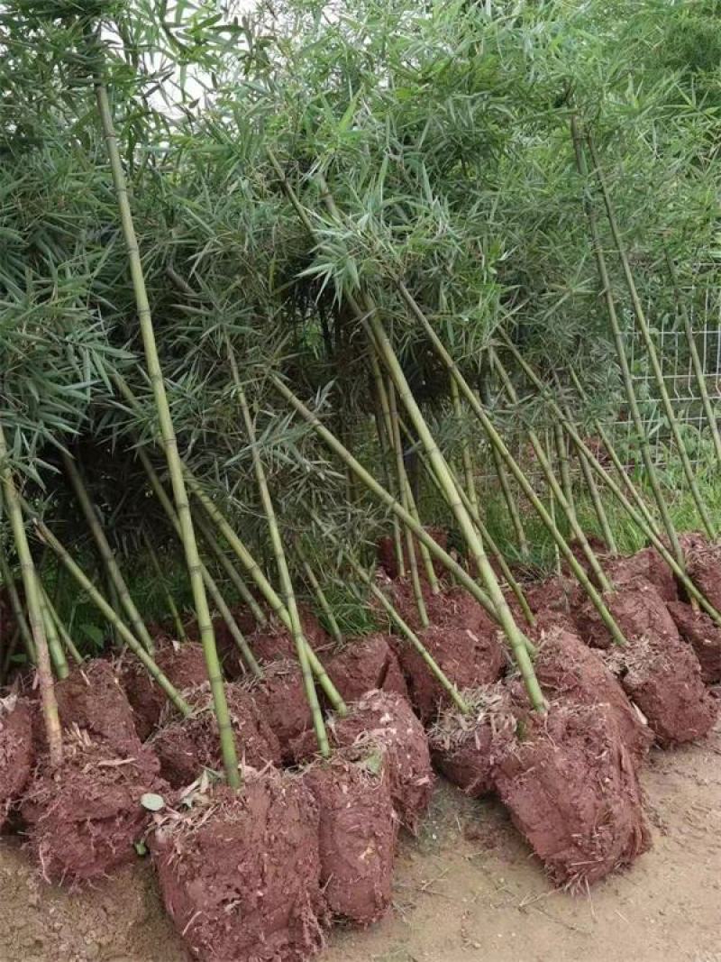 雷竹苗，带土发货包上车，优质雷竹1_2年新竹苗，成活率高