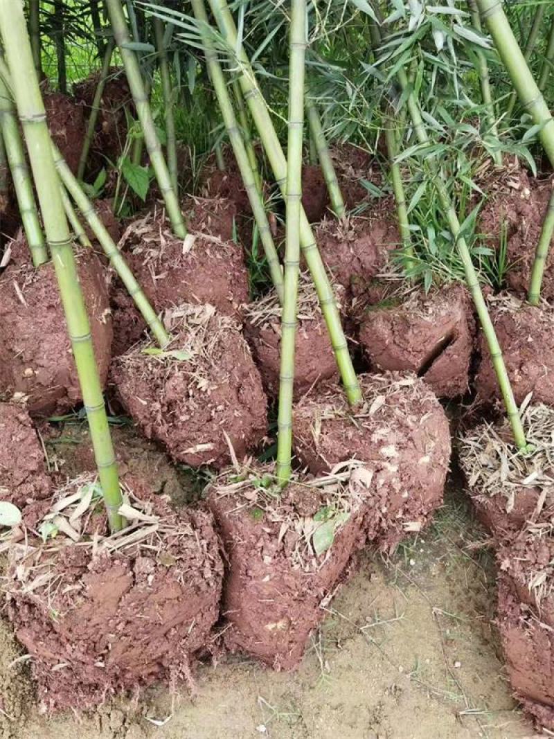 雷竹苗，带土发货包上车，优质雷竹1_2年新竹苗，成活率高
