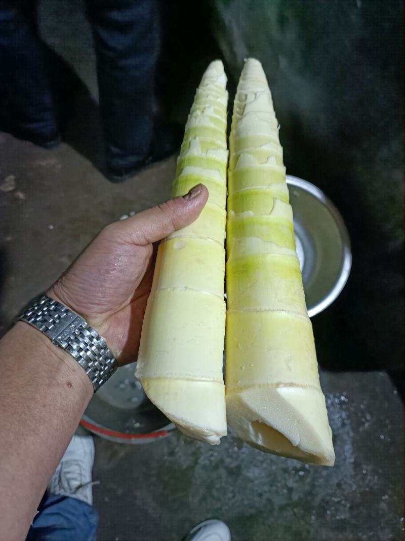 雷竹苗，带土发货包上车，优质雷竹1_2年新竹苗，成活率高