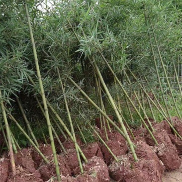 雷竹苗，带土发货包上车，优质雷竹1_2年新竹苗，成活率高