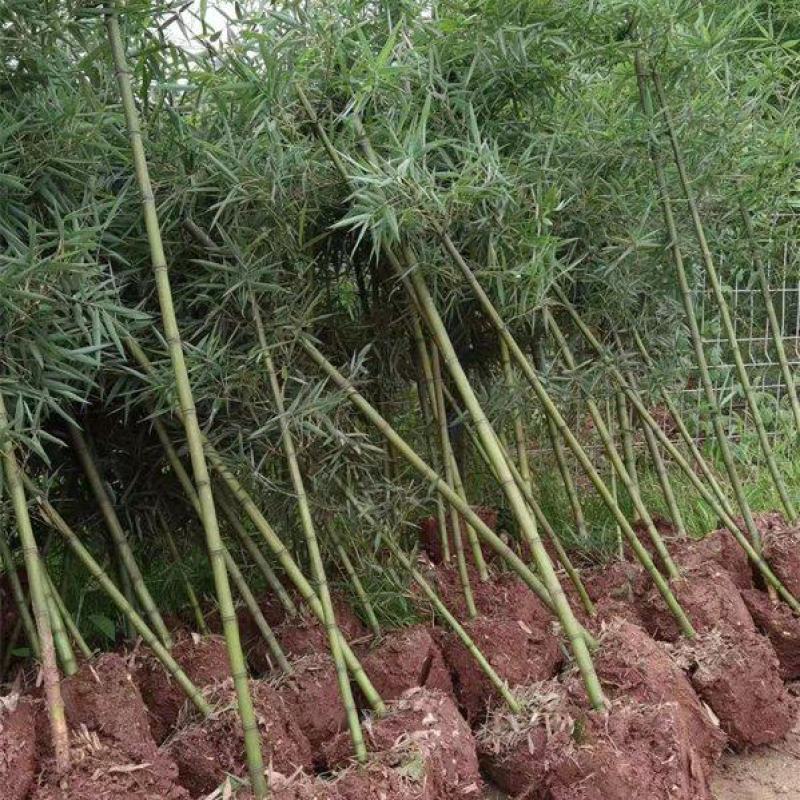 雷竹苗，带土发货包上车，优质雷竹1_2年新竹苗，成活率高