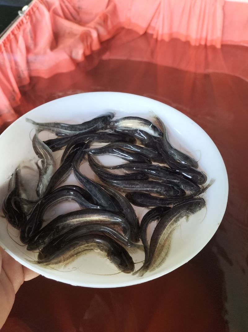 南方大口鲶鱼苗二须大河鲶鱼苗观赏鱼本地土鲶鱼鲶胡子