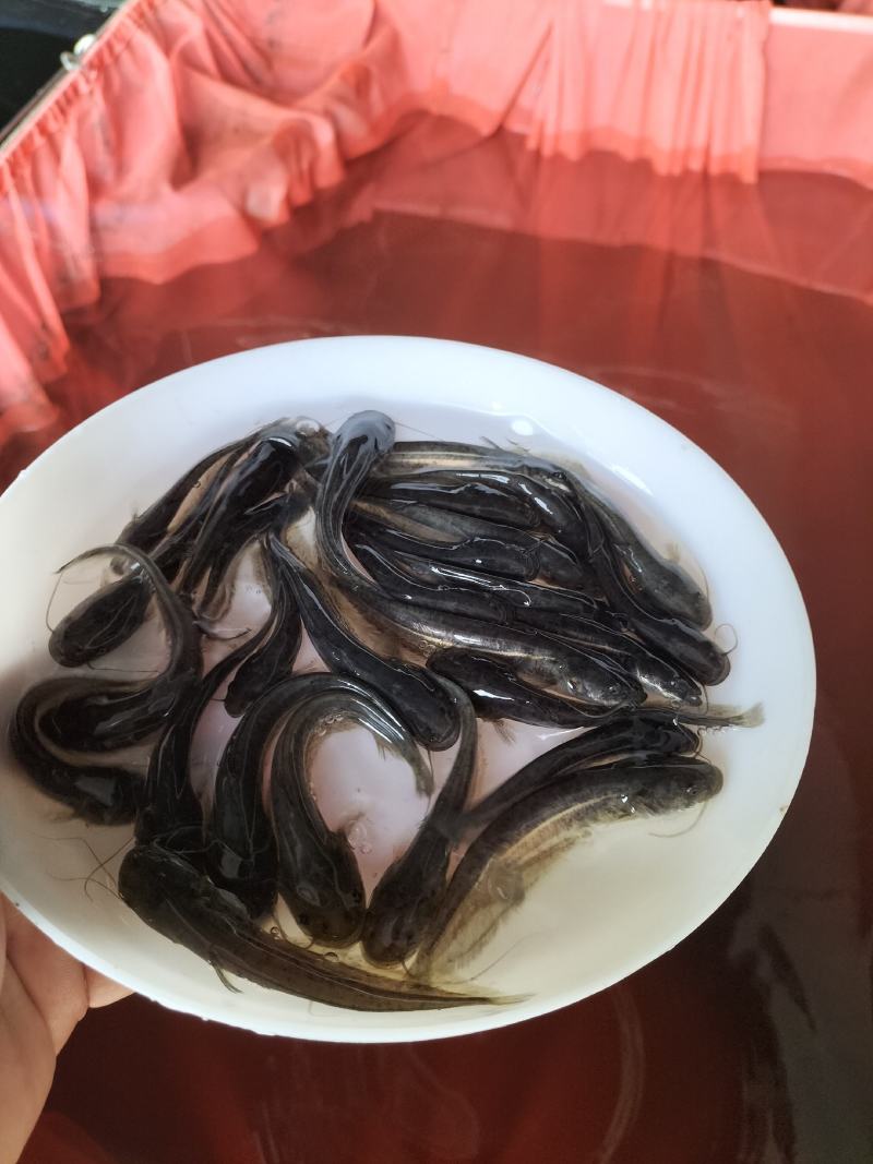 南方大口鲶鱼苗二须大河鲶鱼苗观赏鱼本地土鲶鱼鲶胡子