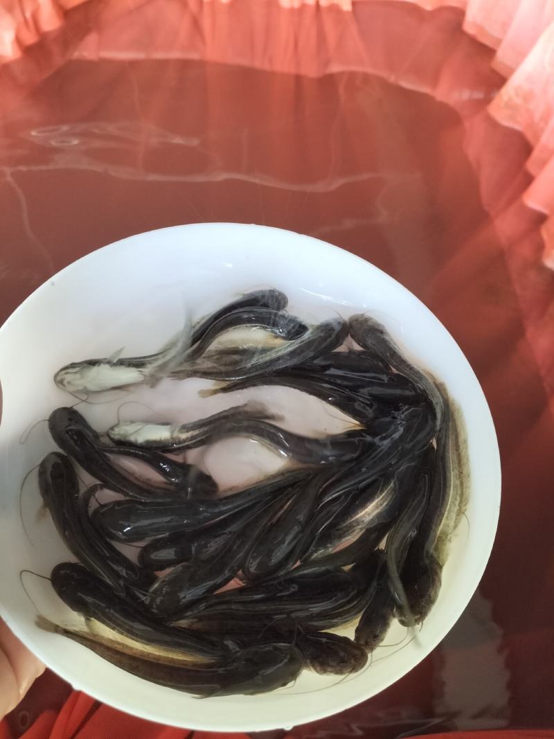 优质大口鲶鱼苗可过冬淡水鱼凶猛鱼鱼池养殖肉食性鱼苗可食用