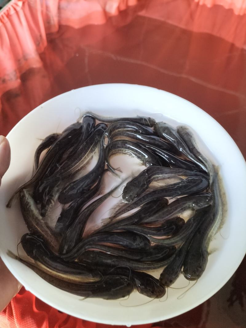 优质大口鲶鱼苗可过冬淡水鱼凶猛鱼鱼池养殖肉食性鱼苗可食用
