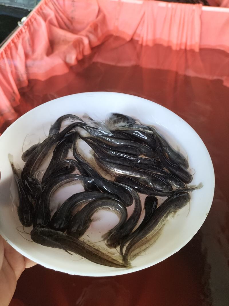 优质大口鲶鱼苗可过冬淡水鱼凶猛鱼鱼池养殖肉食性鱼苗可食用
