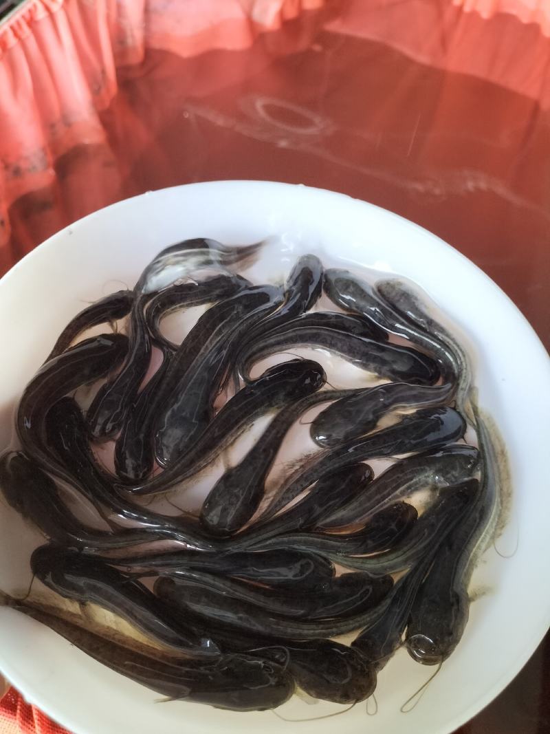 优质大口鲶鱼苗可过冬淡水鱼凶猛鱼鱼池养殖肉食性鱼苗可食用