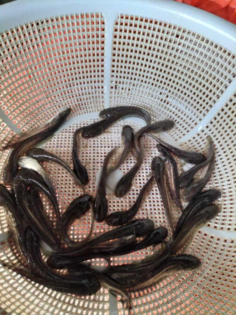 优质大口鲶鱼苗可过冬淡水鱼凶猛鱼鱼池养殖肉食性鱼苗可食用